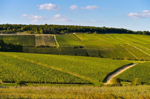 Champagne vineyards in the Cote des Bar area of the Aube department near to Les Riceys, Champagne-Ardennes, France, Europe