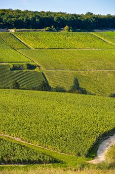 Champagne vineyards in the Cote des Bar area of the Aube department near to Les Riceys, Champagne-Ardennes, France, Europe