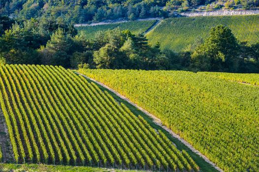 Champagne vineyards in the Cote des Bar area of the Aube department near to Les Riceys, Champagne-Ardennes, France, Europe