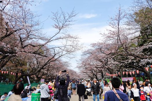 TOKYO, JAPAN - MARCH 29, 2016: Ueno Park during the cherry blossom season on 29 March 2016. Ueno Park is one of Tokyo's most popular and lively cherry blossom spots with more than 1000 cherry trees.