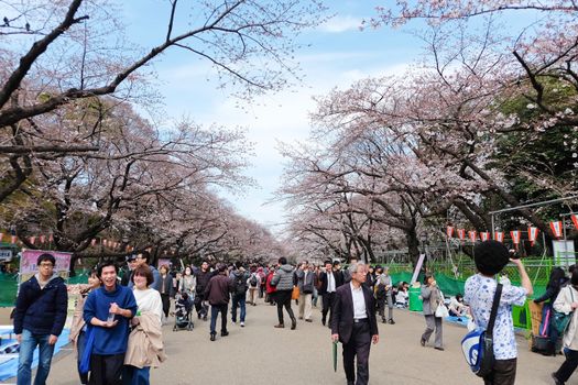 TOKYO, JAPAN - MARCH 29, 2016: Ueno Park during the cherry blossom season on 29 March 2016. Ueno Park is one of Tokyo's most popular and lively cherry blossom spots with more than 1000 cherry trees.