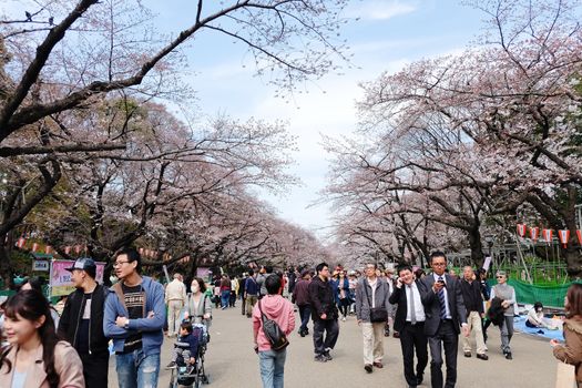 TOKYO, JAPAN - MARCH 29, 2016: Ueno Park during the cherry blossom season on 29 March 2016. Ueno Park is one of Tokyo's most popular and lively cherry blossom spots with more than 1000 cherry trees.