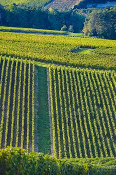 Champagne vineyards in the Cote des Bar area of the Aube department near to Les Riceys, Champagne-Ardennes, France, Europe