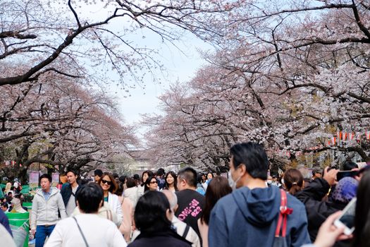 TOKYO, JAPAN - MARCH 29, 2016: Ueno Park during the cherry blossom season on 29 March 2016. Ueno Park is one of Tokyo's most popular and lively cherry blossom spots with more than 1000 cherry trees.
