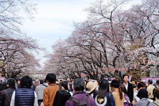 TOKYO, JAPAN - MARCH 29, 2016: Ueno Park during the cherry blossom season on 29 March 2016. Ueno Park is one of Tokyo's most popular and lively cherry blossom spots with more than 1000 cherry trees.