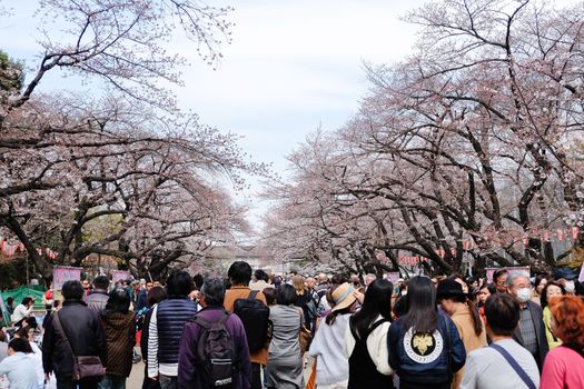 TOKYO, JAPAN - MARCH 29, 2016: Ueno Park during the cherry blossom season on 29 March 2016. Ueno Park is one of Tokyo's most popular and lively cherry blossom spots with more than 1000 cherry trees.
