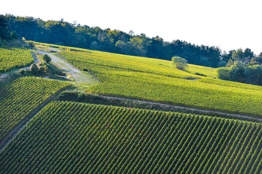 Champagne vineyards in the Cote des Bar area of the Aube department near to Les Riceys, Champagne-Ardennes, France, Europe