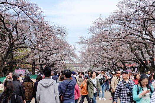TOKYO, JAPAN - MARCH 29, 2016: Ueno Park during the cherry blossom season on 29 March 2016. Ueno Park is one of Tokyo's most popular and lively cherry blossom spots with more than 1000 cherry trees.