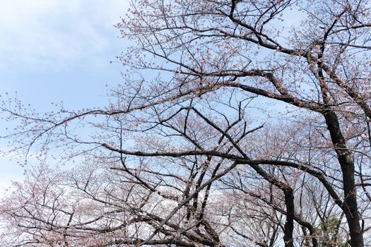 cherry blossom season in tokyo Japan