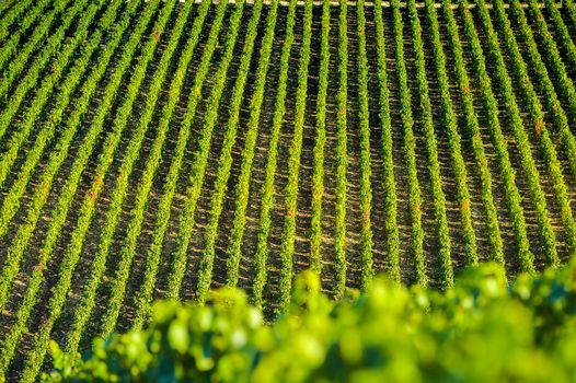 Champagne vineyards in the Cote des Bar area of the Aube department near to Les Riceys, Champagne-Ardennes, France, Europe