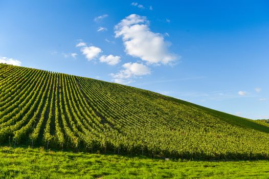 Champagne vineyards in the Cote des Bar area of the Aube department near to Les Riceys, Champagne-Ardennes, France, Europe