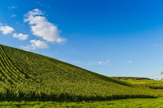 Champagne vineyards in the Cote des Bar area of the Aube department near to Les Riceys, Champagne-Ardennes, France, Europe