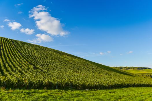 Champagne vineyards in the Cote des Bar area of the Aube department near to Les Riceys, Champagne-Ardennes, France, Europe