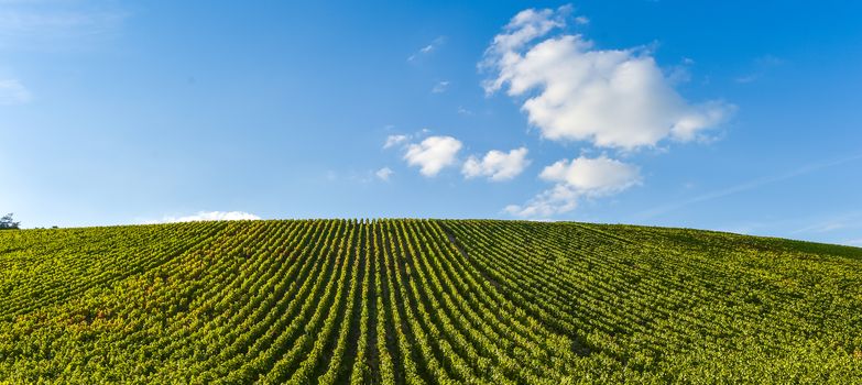 Champagne vineyards in the Cote des Bar area of the Aube department near to Les Riceys, Champagne-Ardennes, France, Europe