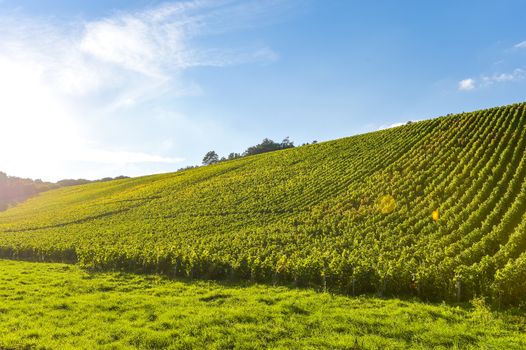 Champagne vineyards in the Cote des Bar area of the Aube department near to Les Riceys, Champagne-Ardennes, France, Europe