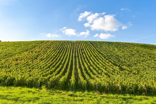 Champagne vineyards in the Cote des Bar area of the Aube department near to Les Riceys, Champagne-Ardennes, France, Europe