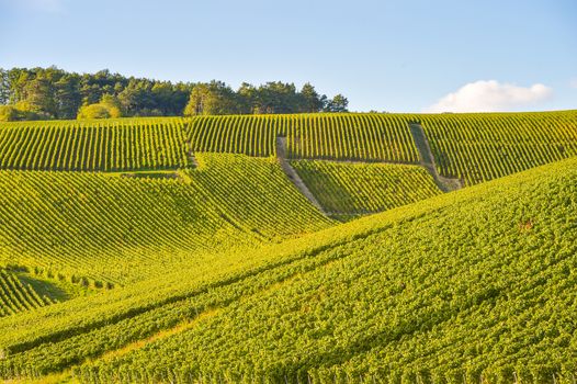 Champagne vineyards in the Cote des Bar area of the Aube department near to Les Riceys, Champagne-Ardennes, France, Europe