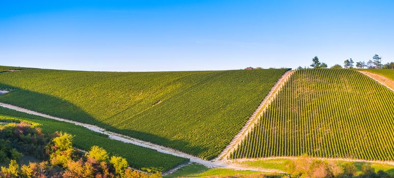 Champagne vineyards in the Cote des Bar area of the Aube department near to Celles sur Ource Champagne-Ardennes, France, Europe