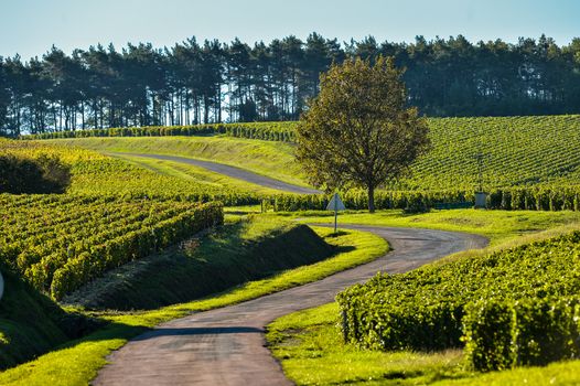 Champagne vineyards in the Cote des Bar area of the Aube department near to Celles sur Ource Champagne-Ardennes, France, Europe