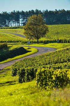 Champagne vineyards in the Cote des Bar area of the Aube department near to Celles sur Ource Champagne-Ardennes, France, Europe