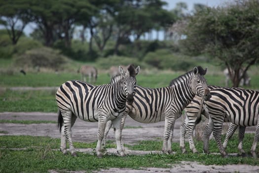 Zebra Botswana Africa savannah wild animal picture