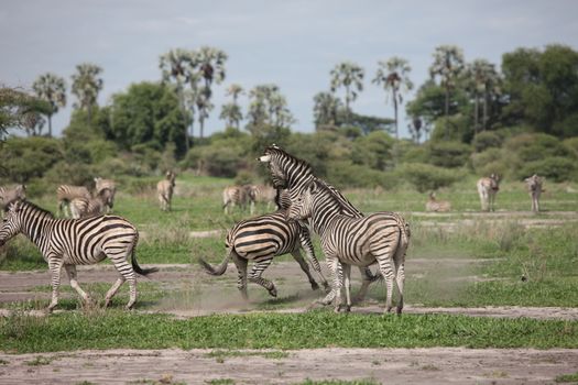 Zebra Botswana Africa savannah wild animal picture