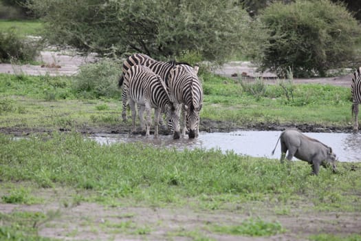 Zebra Botswana Africa savannah wild animal picture