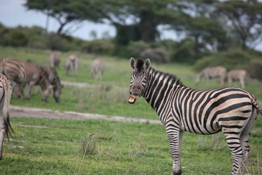 Zebra Botswana Africa savannah wild animal picture