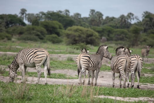 Zebra Botswana Africa savannah wild animal picture