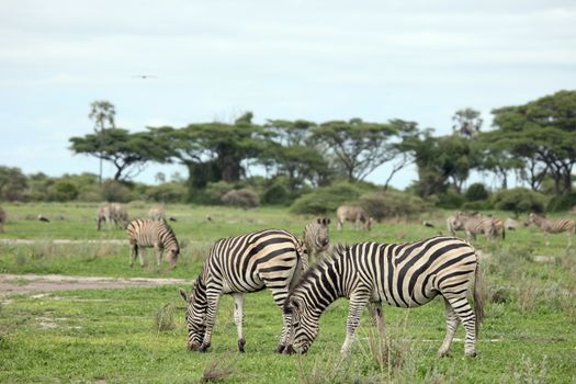 Zebra Botswana Africa savannah wild animal picture