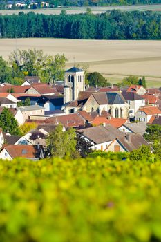 Champagne vineyards in the Cote des Bar area of the Aube department near to Celles sur Ource Champagne-Ardennes, France, Europe