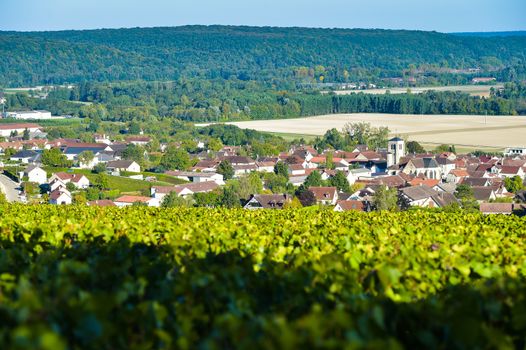 Champagne vineyards in the Cote des Bar area of the Aube department near to Celles sur Ource Champagne-Ardennes, France, Europe