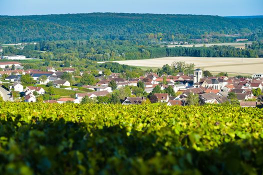 Champagne vineyards in the Cote des Bar area of the Aube department near to Celles sur Ource Champagne-Ardennes, France, Europe