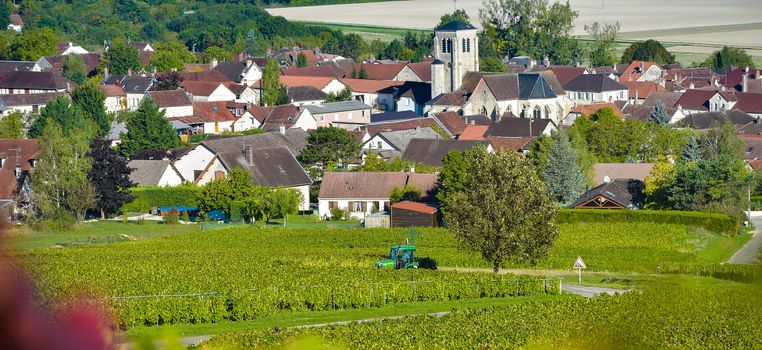 Champagne vineyards in the Cote des Bar area of the Aube department near to Celles sur Ource Champagne-Ardennes, France, Europe