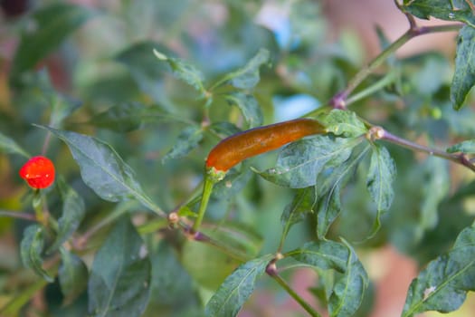 hot long pepper on tree in garden