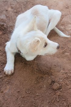 white dog is playing, digging holes in the ground.