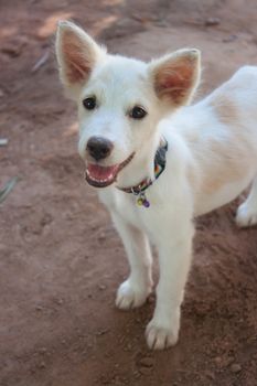 white dog is playing, digging holes in the ground.