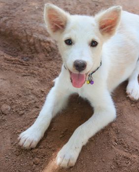 white dog is playing, digging holes in the ground.