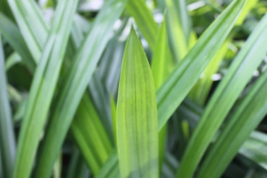 Pandan Planted in the garden