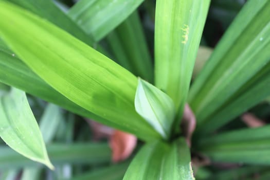 Pandan soft petals background wallpaper