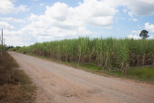 Sugarcane and blue sky