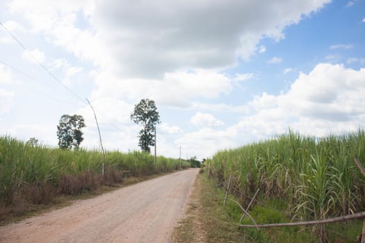 Sugarcane and blue sky