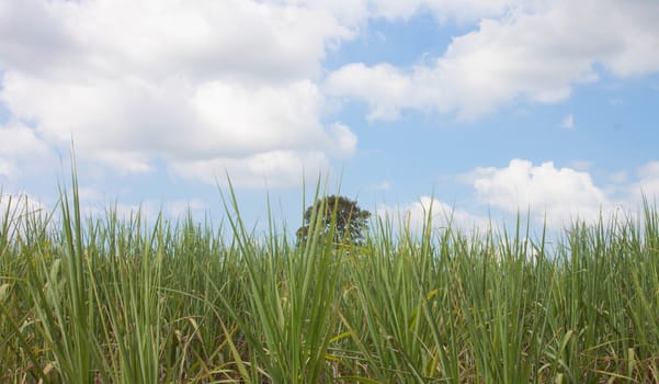 Sugarcane and blue sky