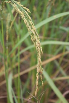 Golden Rice is rice grown in Thailand.