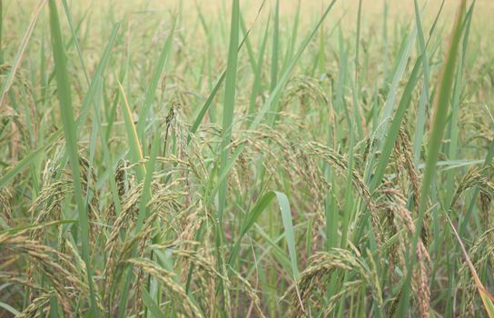 Golden Rice is rice grown in Thailand.