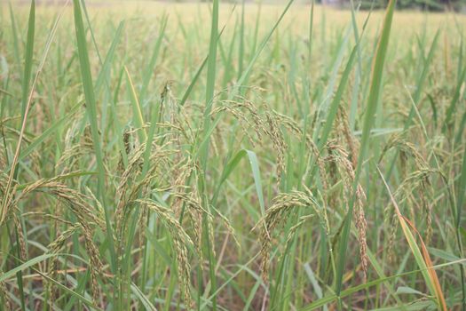 Golden Rice is rice grown in Thailand.
