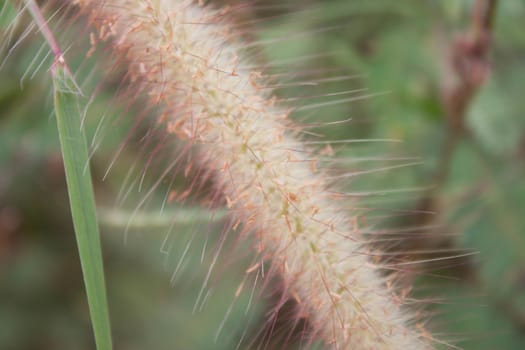 Grass at the roadside in Thailand.