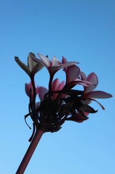 Plumeria flowers on the blue sky