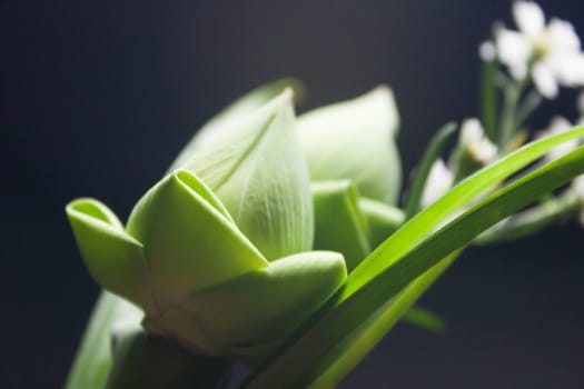 White lotus bouquet