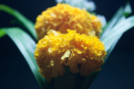 Marigold petals gray background.